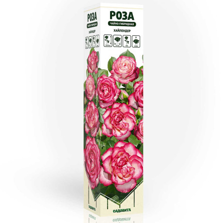 Роза чайно-гибридная Хайлендер Садовита