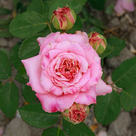 Роза чайно-гибридная Эшли Садовита