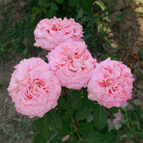 Роза чайно-гибридная Эшли Садовита