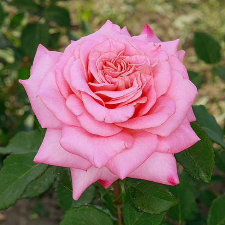 Роза чайно-гибридная Эшли Садовита