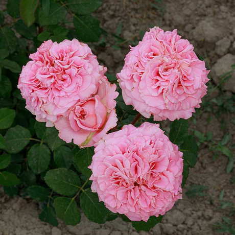 Роза чайно-гибридная Эшли Садовита