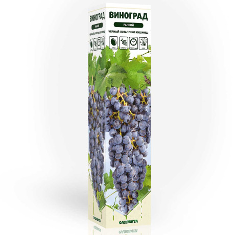 Виноград Черный Потапенко Кишмиш ранний Садовита