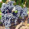 Виноград Черный Потапенко Кишмиш ранний Садовита