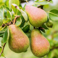 Груша Русская красавица Садовита
