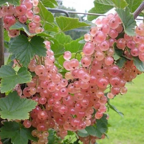 Смородина красная Роза Чаир Садовита