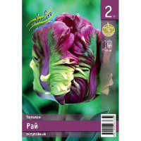 Тюльпан Рай 11/12 2 шт