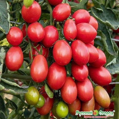 Семена Томат Финик розовый (Вкуснятина) Русский Огород