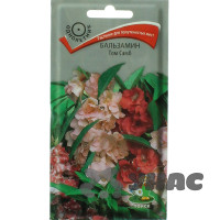 Бальзамин Том Самб Поиск Ц