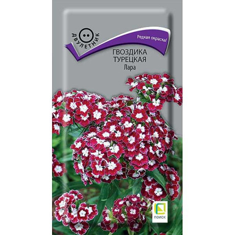 Гвоздика турецкая Лара Поиск Ц