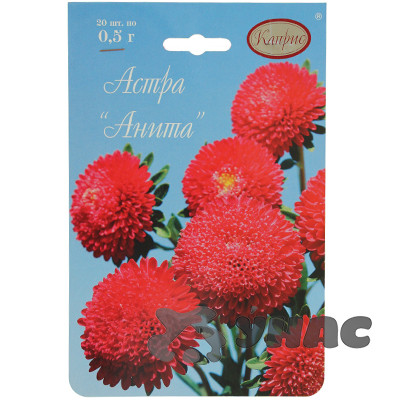 К Астра Анита красная помпонная Каприс