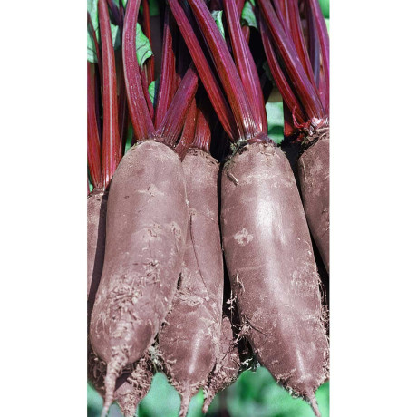 Свекла Таунус F1 1гр Bejo/Садовита Ц