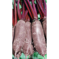 Свекла Таунус F1 1гр Bejo/Садовита Ц