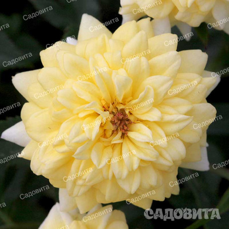 Роза миниатюрная Йеллоу Долл Садовита