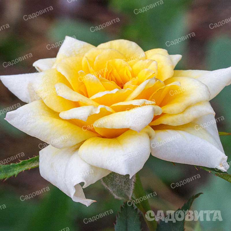 Роза миниатюрная Йеллоу Долл Садовита