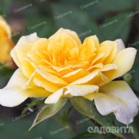 Роза миниатюрная Йеллоу Долл Садовита