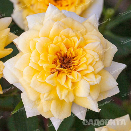 Роза миниатюрная Йеллоу Долл Садовита