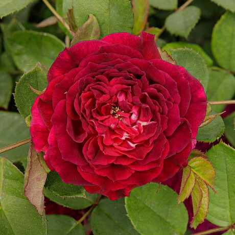 Роза Шраб Артур Де Сансаль Садовита