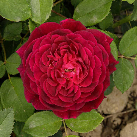 Роза Шраб Артур Де Сансаль Садовита