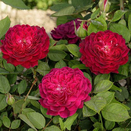 Роза Шраб Артур Де Сансаль Садовита