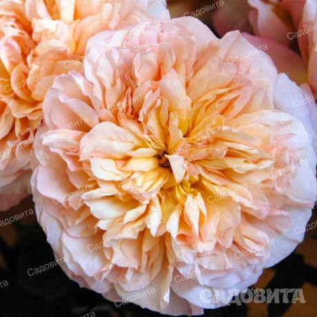 Роза шраб Эдит (английская) Садовита