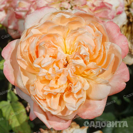 Роза шраб Эдит (английская) Садовита