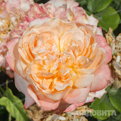 Роза шраб Эдит (английская) Садовита