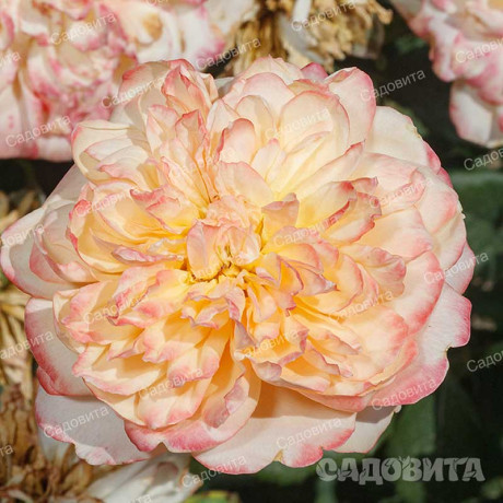 Роза шраб Эдит (английская) Садовита