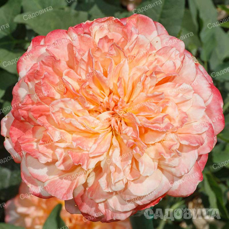 Роза шраб Эдит (английская) Садовита