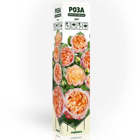 Роза шраб Эдит (английская) Садовита