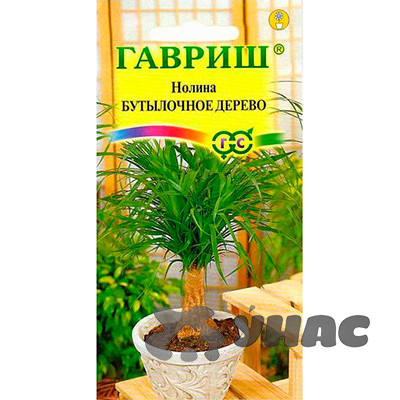 КОМ Нолина Бутылочное дерево Гавриш Ц