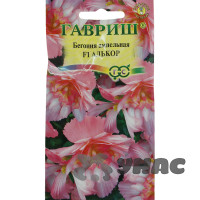 КОМ Бегония Алькор  Гавриш Ц