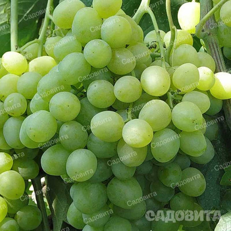 Виноград Агрус очень ранний Садовита