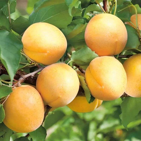 Абрикос Викинг Садовита