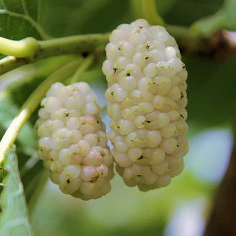 Шелковица (Тутовник) Белая Садовита