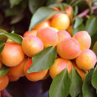 Абрикос Сын Краснощекого Садовита