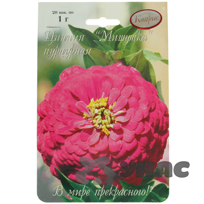 К Циния Мишутка пурпурная Каприс