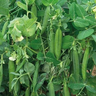 Горох Посевной 1кг Зеленый уголок (10)