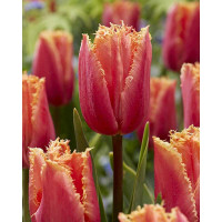 Тюльпан Априкот Кристалл 11/12 3 шт