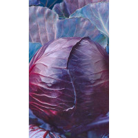 Капуста к/к Рэд Джевел F1 7шт Sakata/Садовита Ц