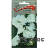 Бальзамин Том Самб белый Поиск Ц х10