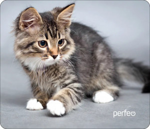 Perfeo Коврик для комп. мыши "Cat", Рис.20 (240x200x2 мм), ткань+резин.основание PF_D0661