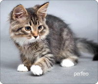 Perfeo Коврик для комп. мыши "Cat", Рис.20 (240x200x2 мм), ткань+резин.основание PF_D0661