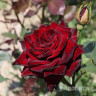 Роза чайно-гибридная Блэк Баккара Садовита