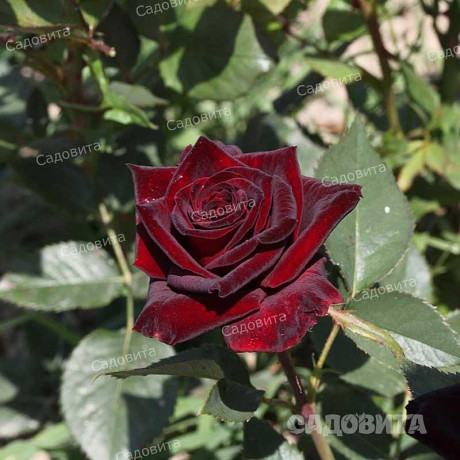 Роза чайно-гибридная Блэк Баккара Садовита