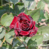 Роза чайно-гибридная Блэк Баккара Садовита