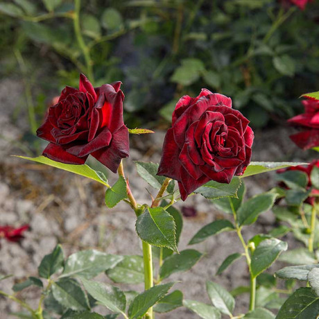 Роза чайно-гибридная Блэк Баккара Садовита