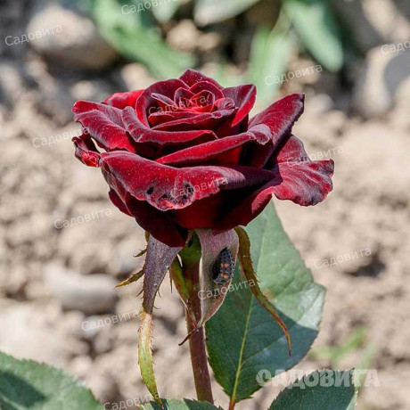 Роза чайно-гибридная Блэк Баккара Садовита