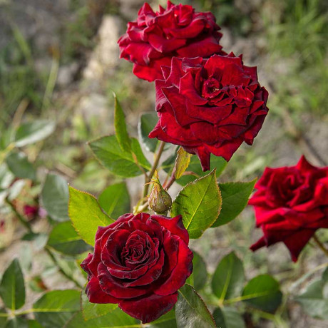 Роза чайно-гибридная Блэк Баккара Садовита