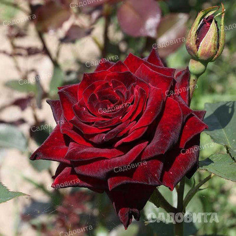 Роза чайно-гибридная Блэк Баккара Садовита