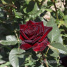 Роза чайно-гибридная Блэк Баккара Садовита
